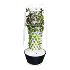 Lyine Commercial 240 – Grows 240 Plants Indoors – Complete Vertical Garden Tower - My Garage Station